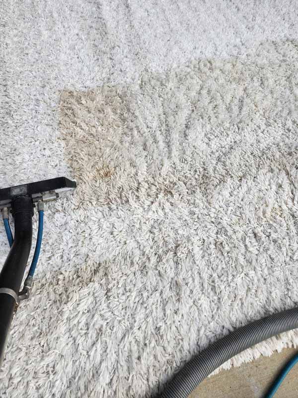Carpet Stain Removal Cleaning