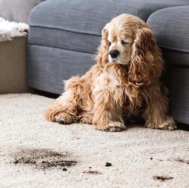 Professional Pet Odor Removal